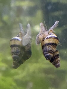 Assassin Snails Mated Pair