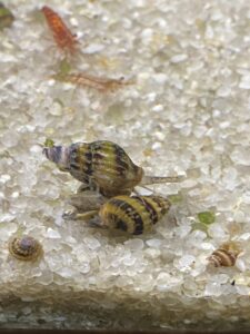 Assassin Snails Mated Pair